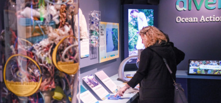 a person looking at the exhibit