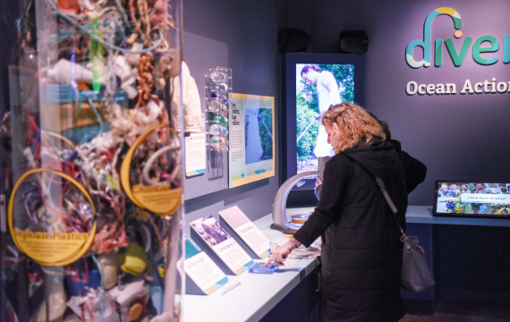 a person looking at the exhibit