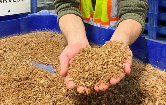 A person holding insect feed