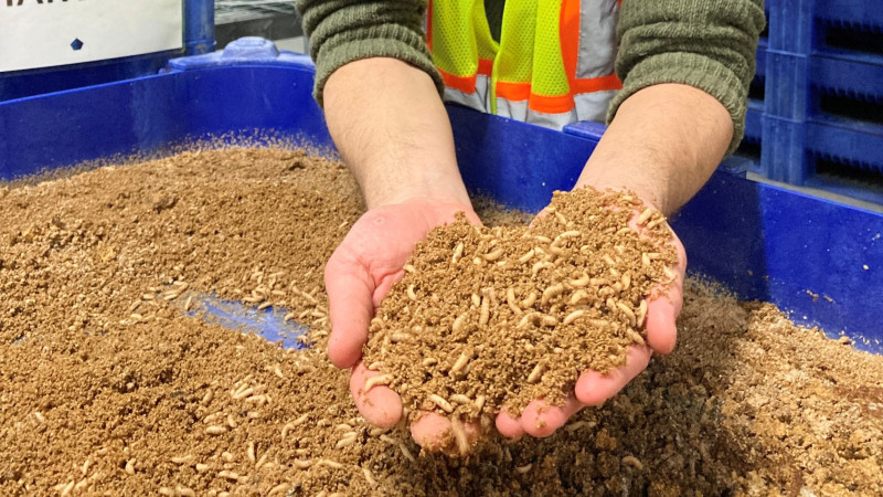 A person holding insect feed